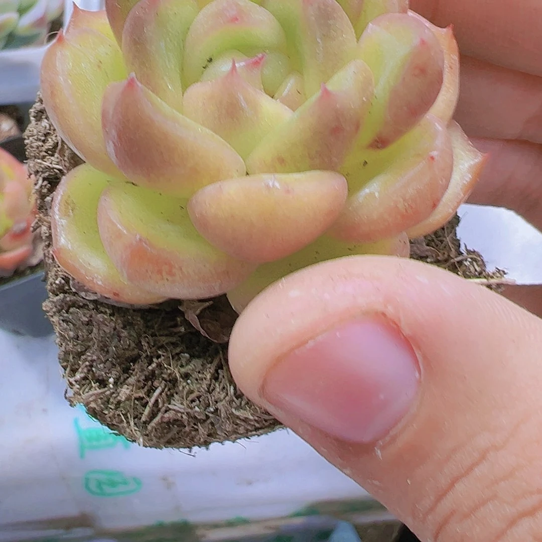 糖果珍妮多肉植物带盆带土