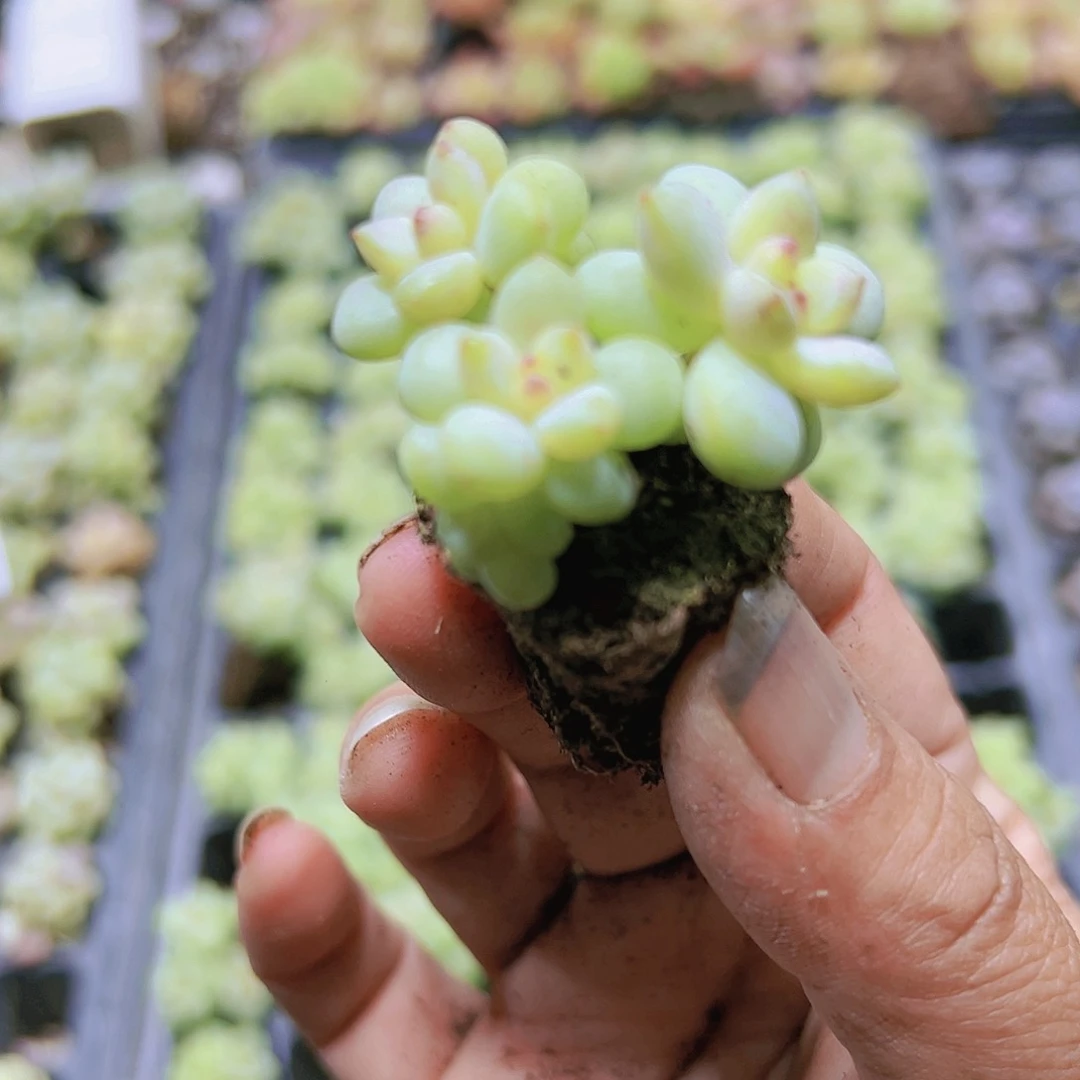 阳光玫瑰苗群生2个19包邮