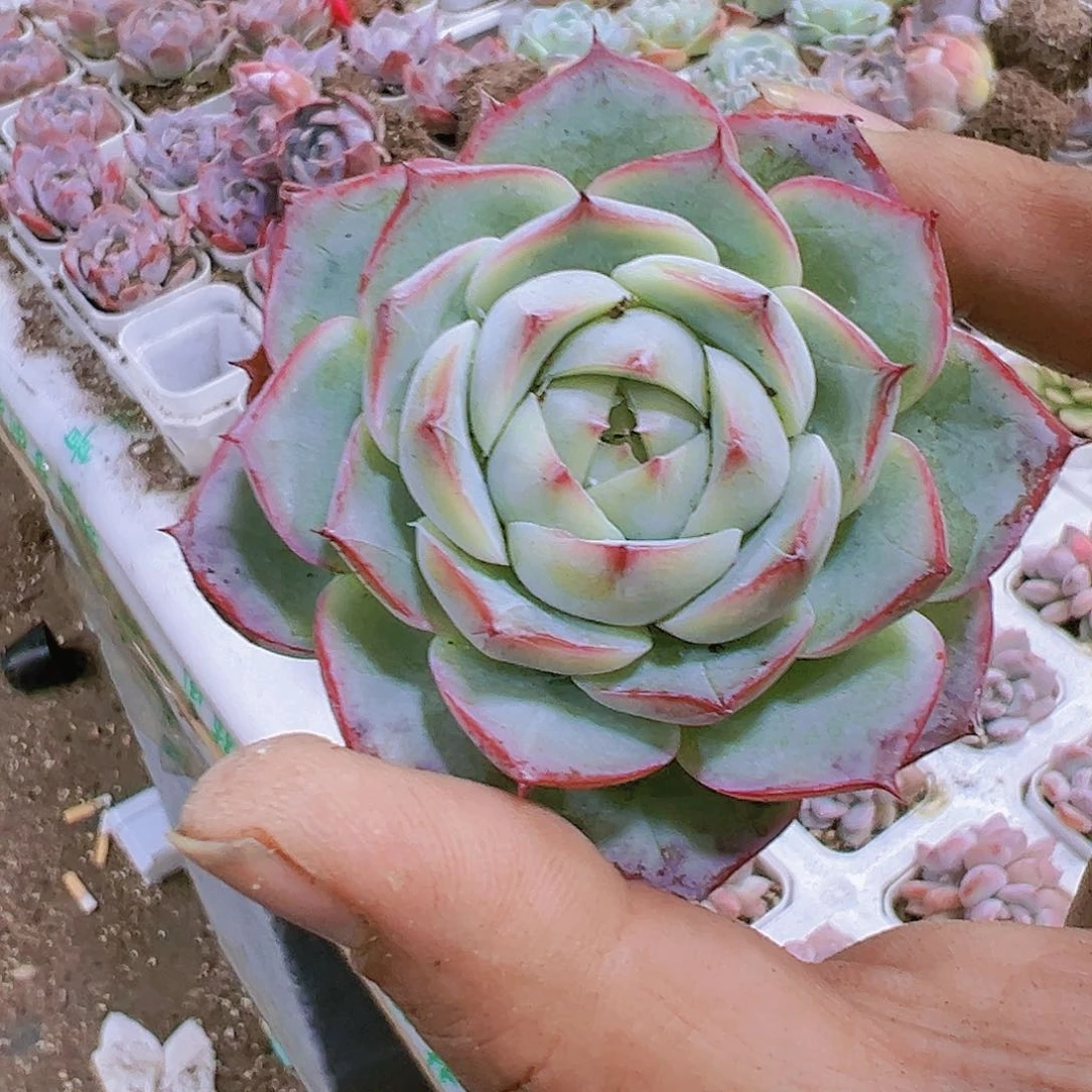 粉水晶带盆带土多肉