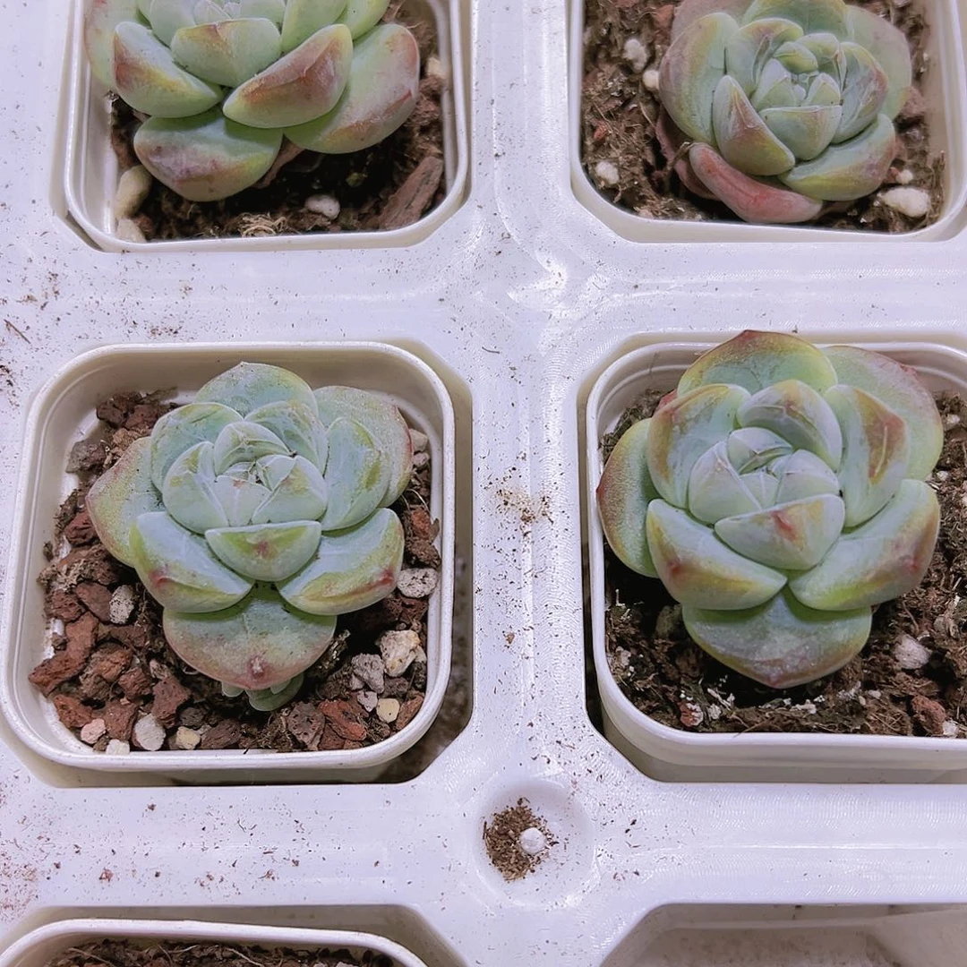 胖子冰玉单头五厘米两颗