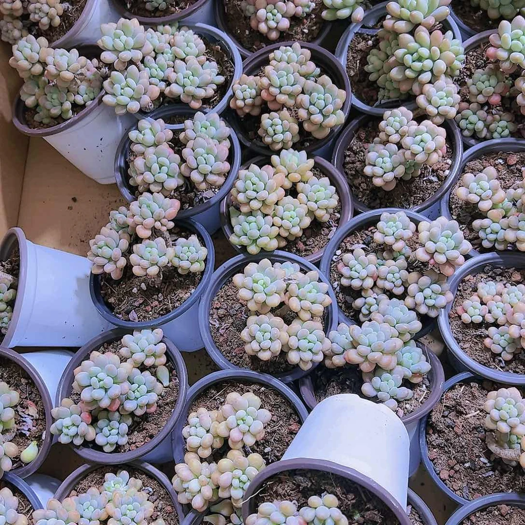 老桩鱼子酱多肉19包邮