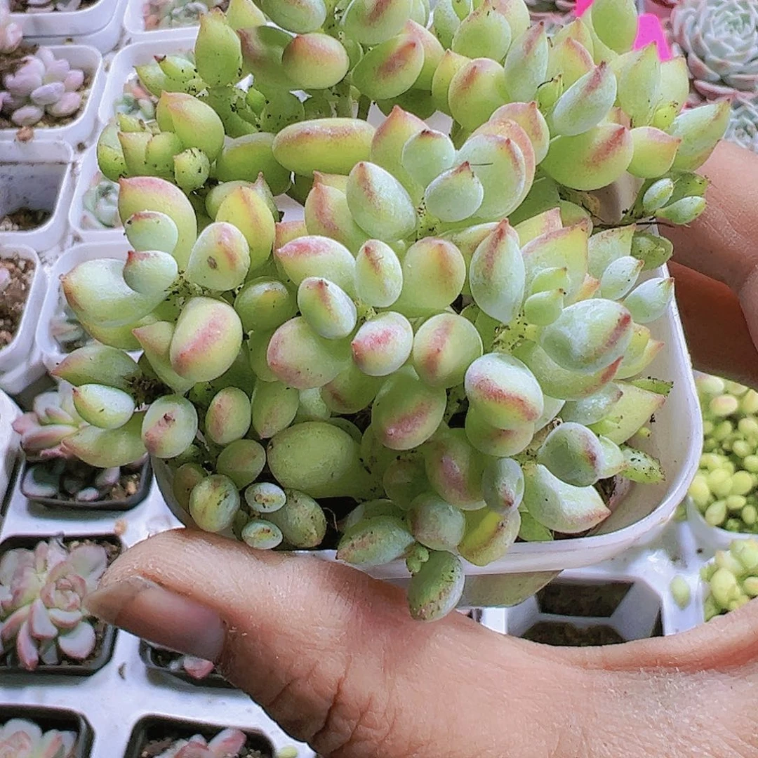 达摩多肉植物19包邮