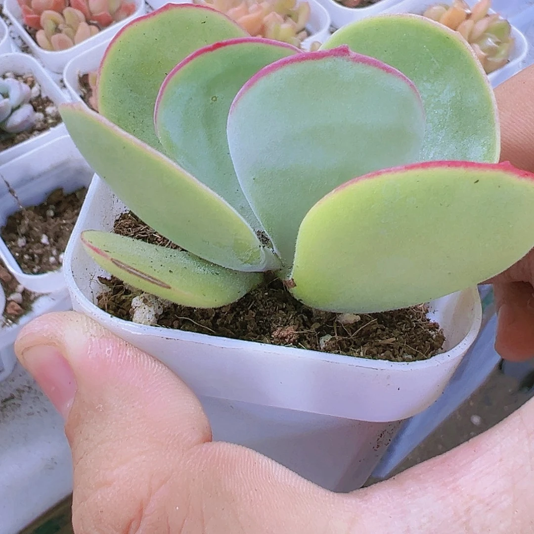白眉多肉植物福利