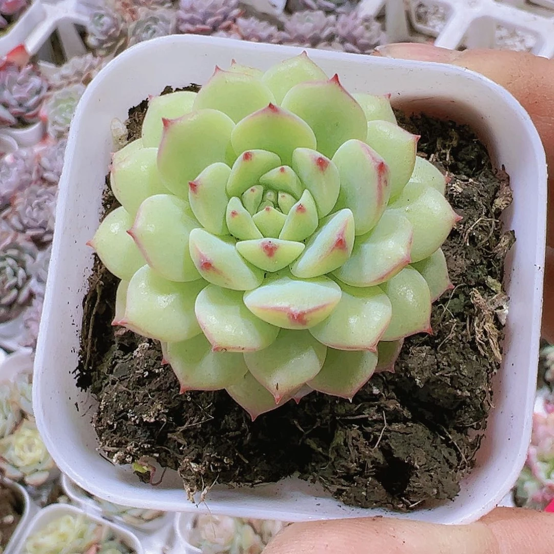 熊猫脸多肉19包邮