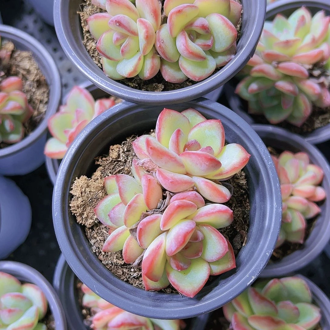 三头起大奶油泡芙多肉