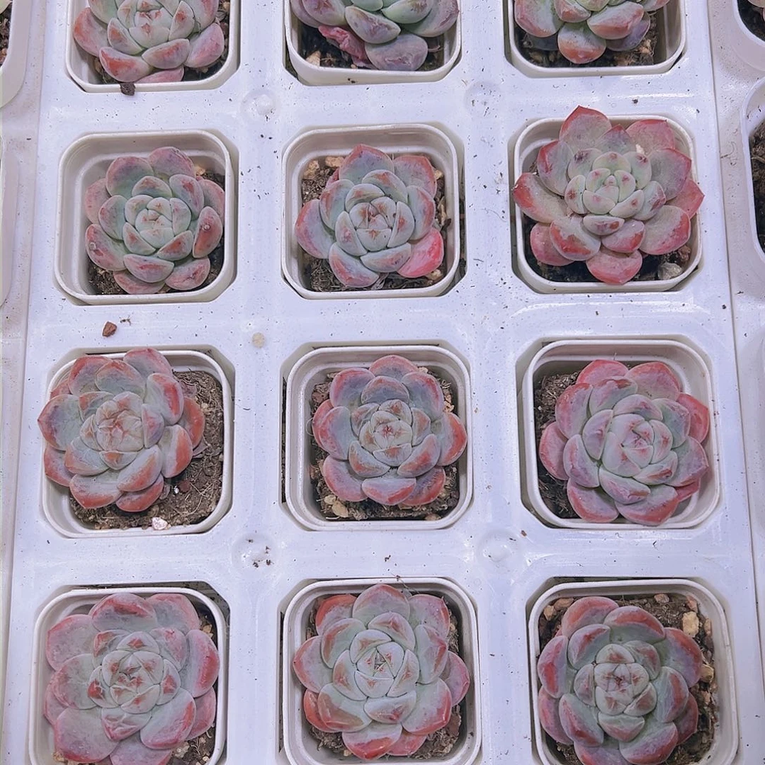 刚毅杂多肉植物19包邮