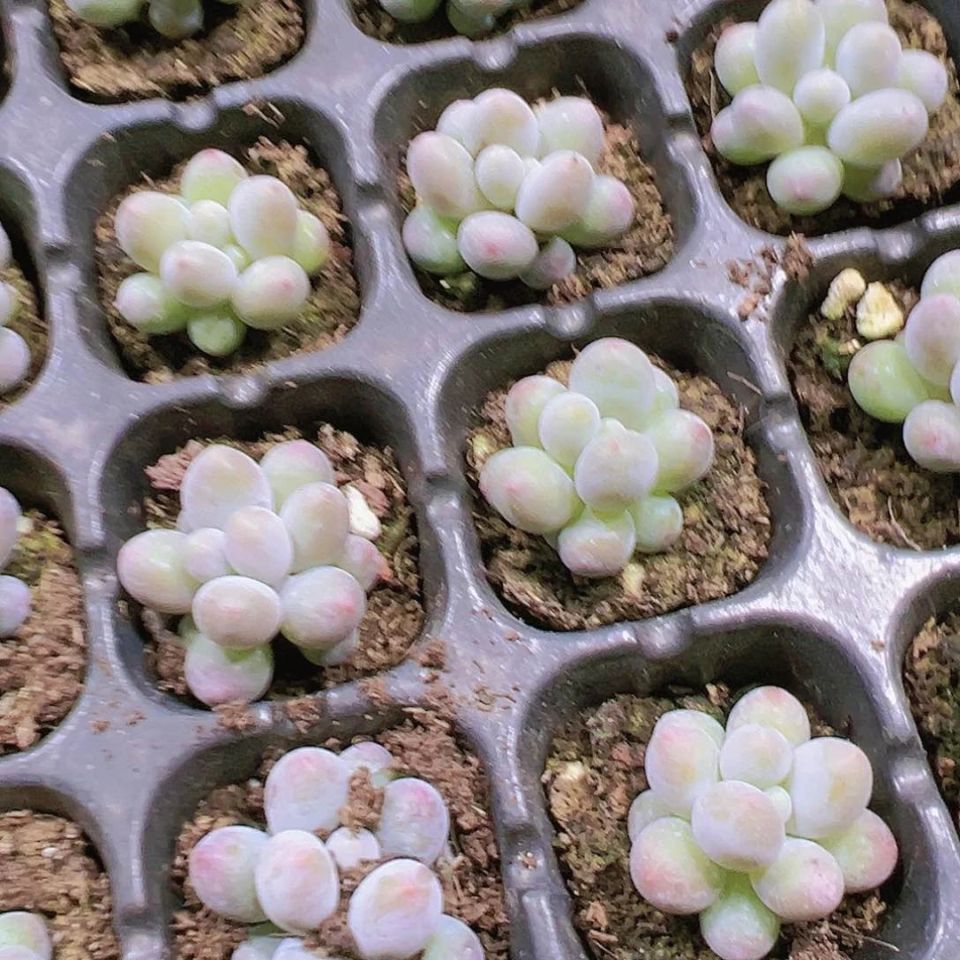 小汤圆五颗多肉植物19包邮