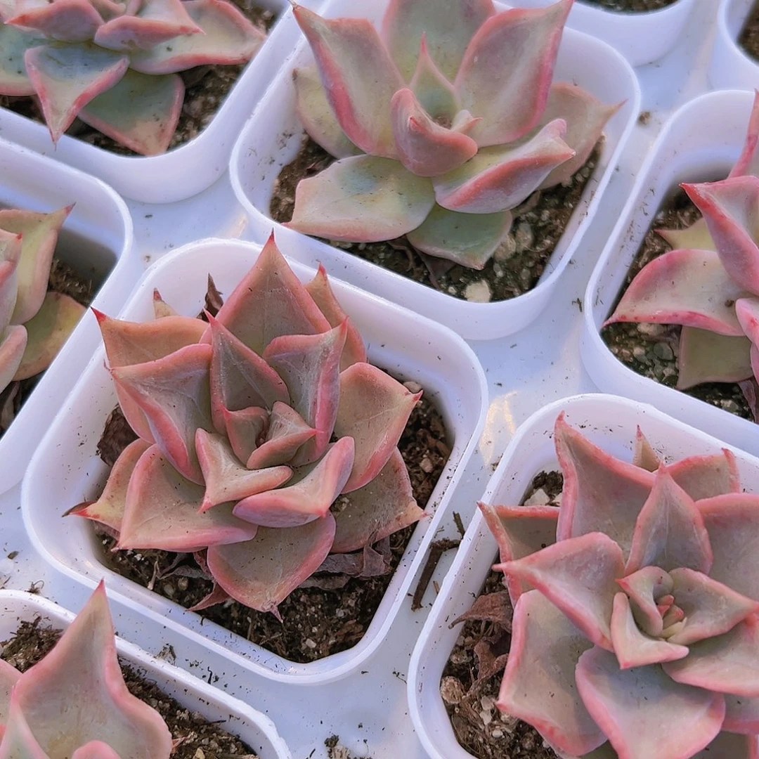 饺子皮单头新品多肉带黑盆带土