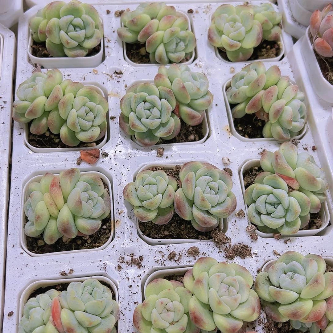 双头奶油冰玉多肉19包邮