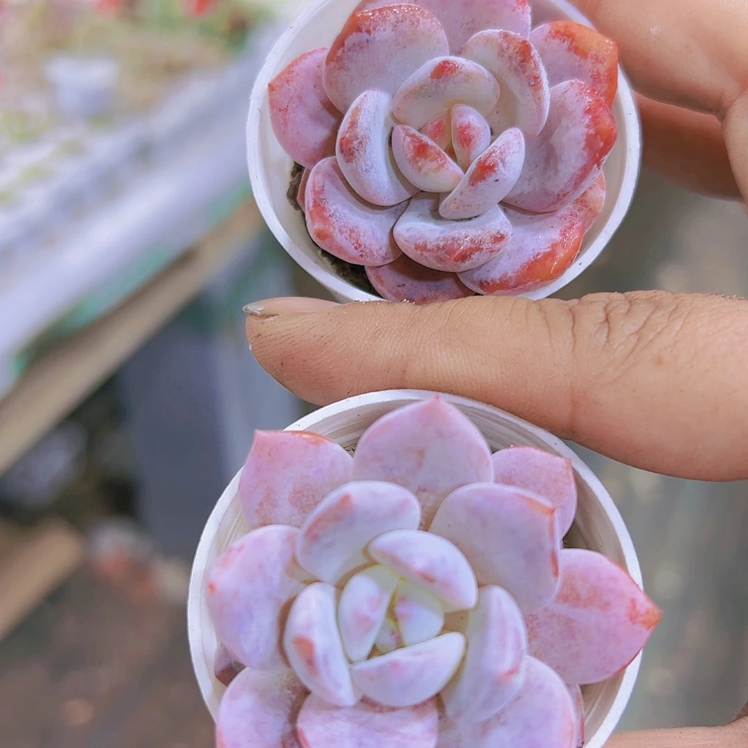 雪桃2个多肉植物