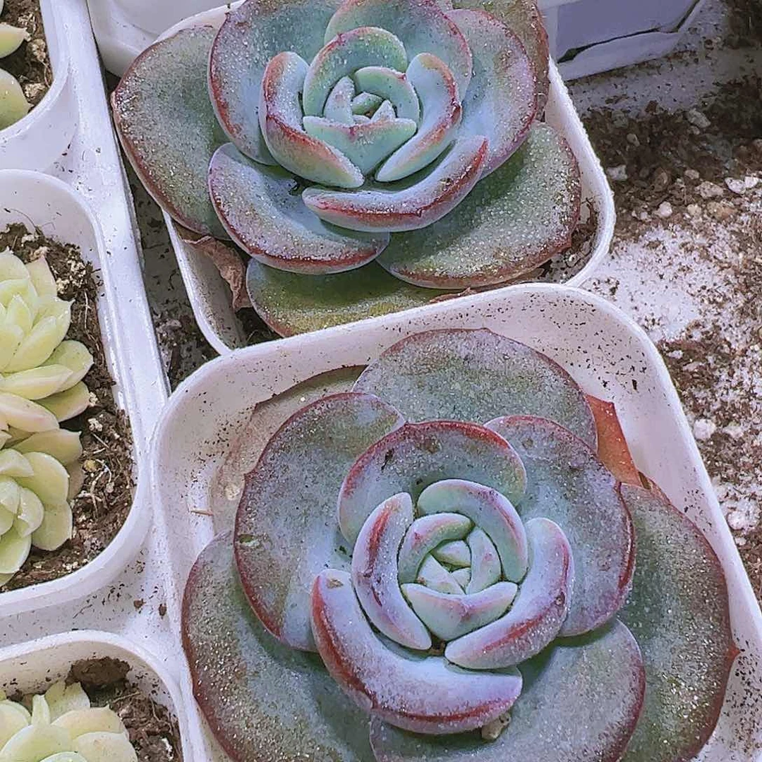 布鲁兰多肉植物19包邮