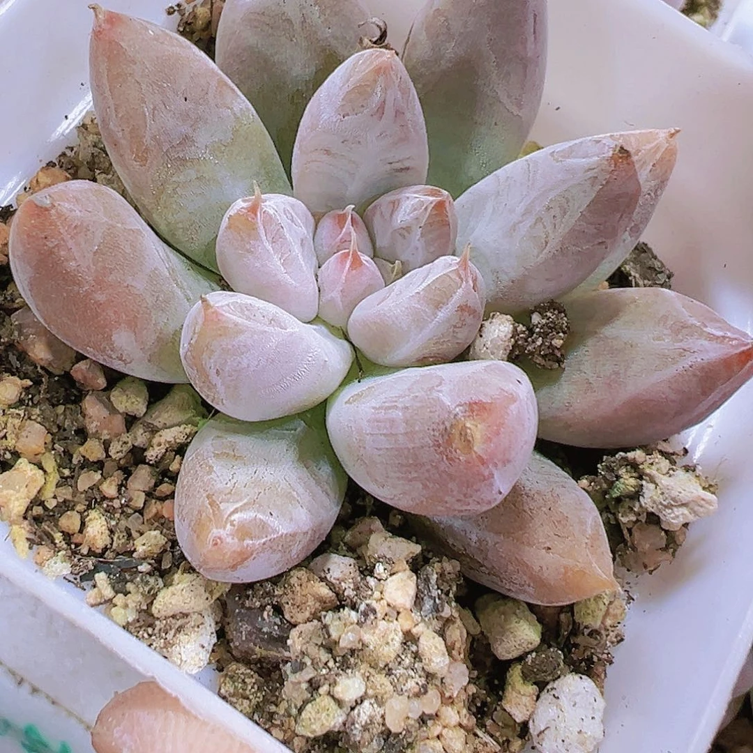杜里万多肉植物福利