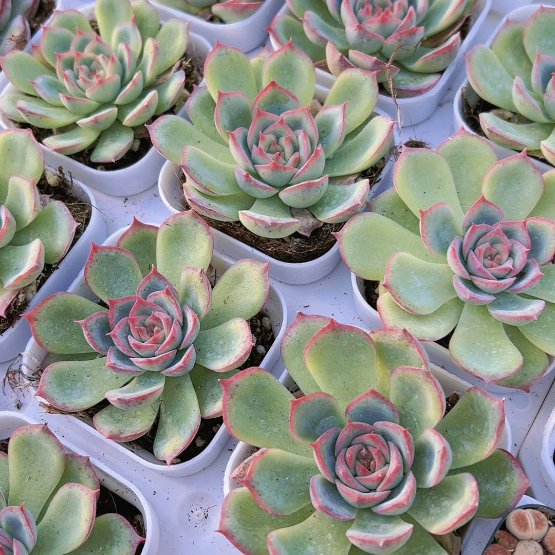 侧影带盆带土多肉