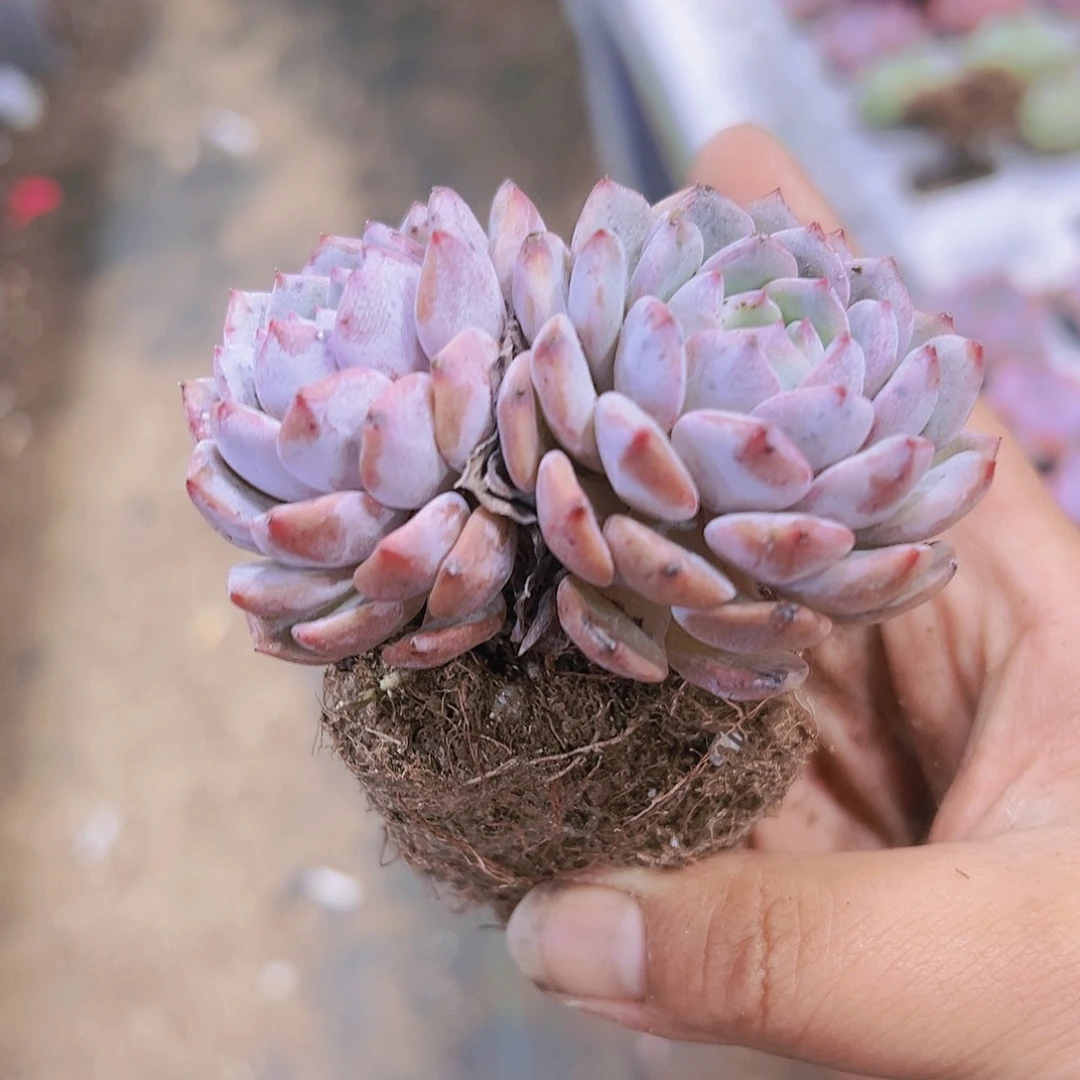 双头蓝莲花带盆带土