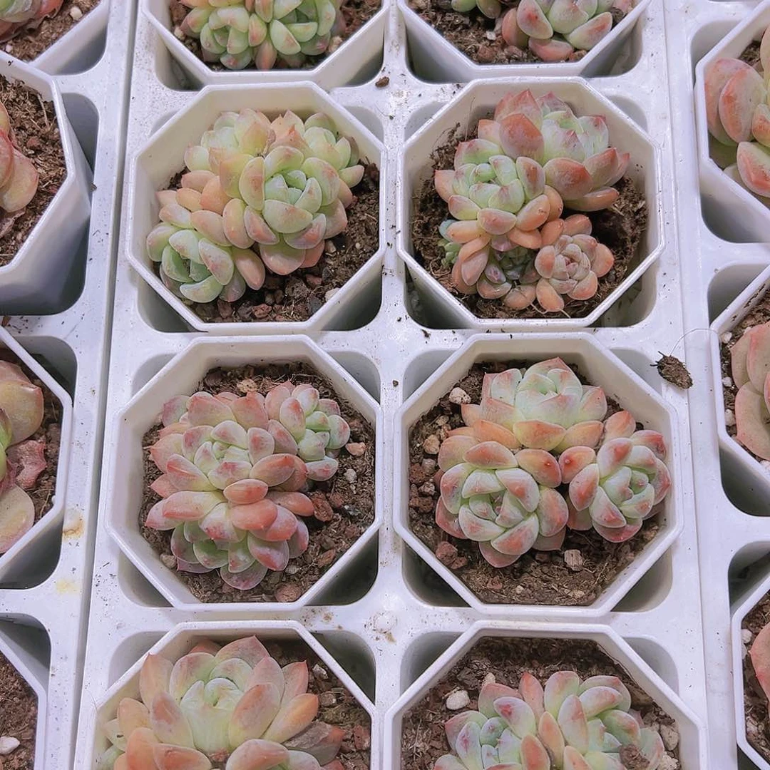 糖果冰玉群带盆带土