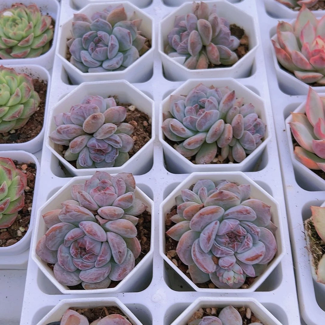 石榴籽星影双头福利