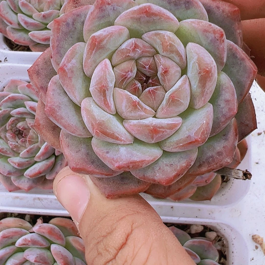 新品冰魄多肉植物19包邮