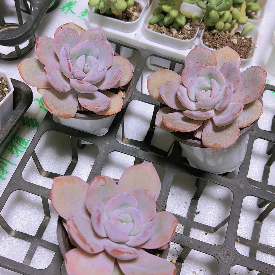 母本奶茶多肉植物