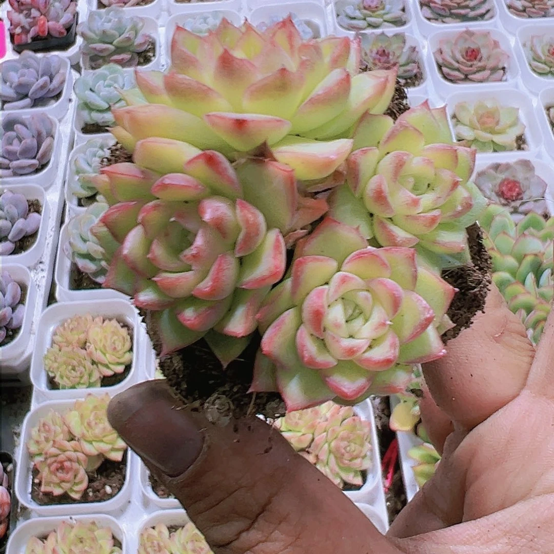 边线女王群多肉植物