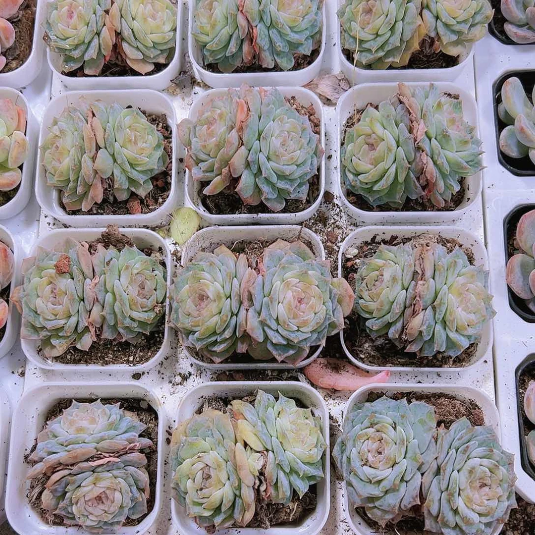 双头秘境多肉植物19包邮