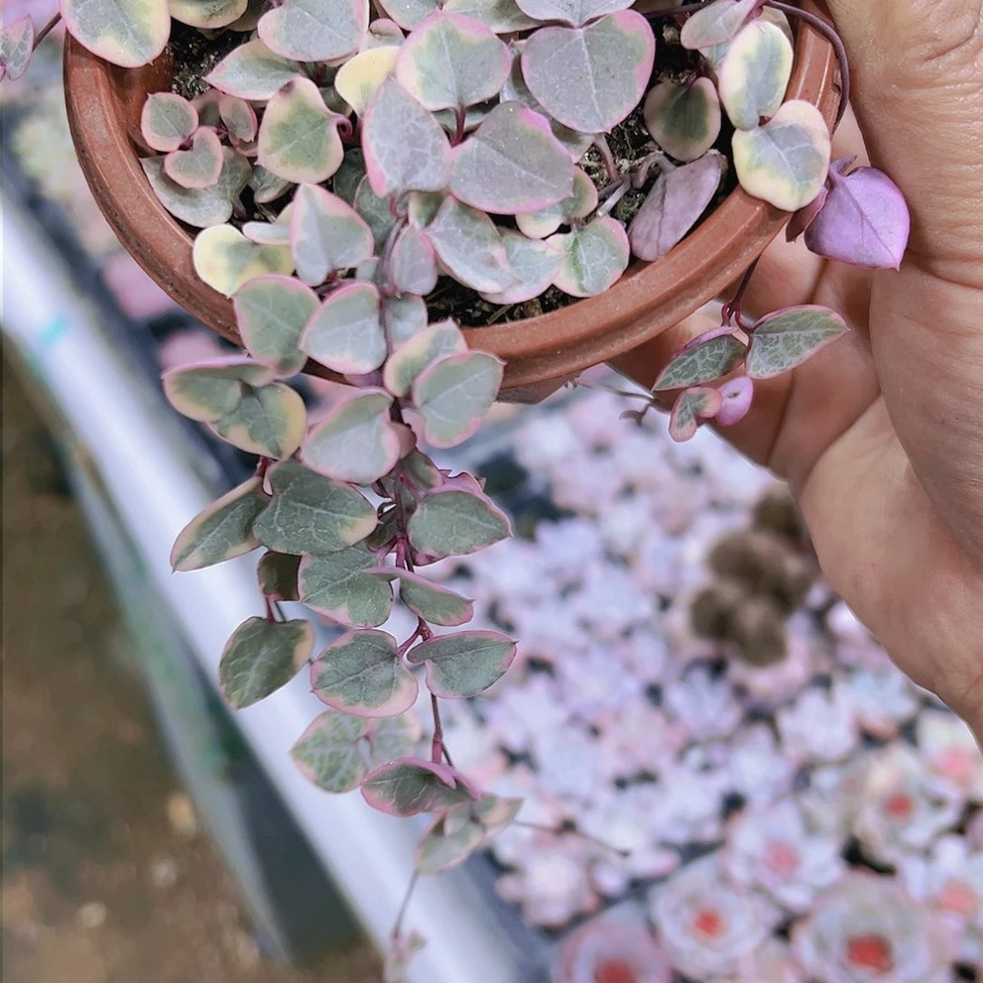 爱之蔓锦多肉植物