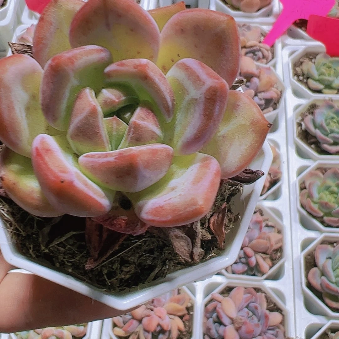 红香槟带盆带土多肉