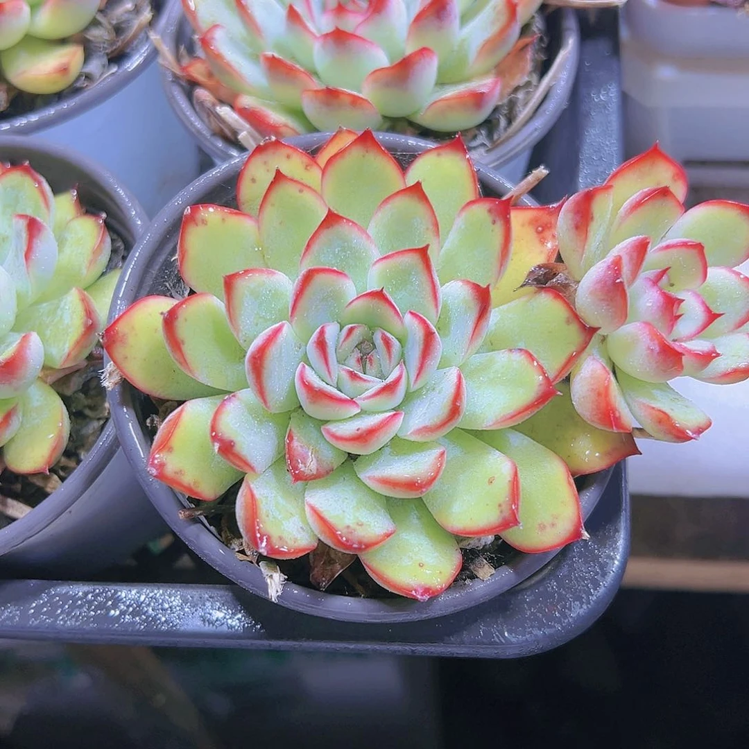 荷花多肉植物福利