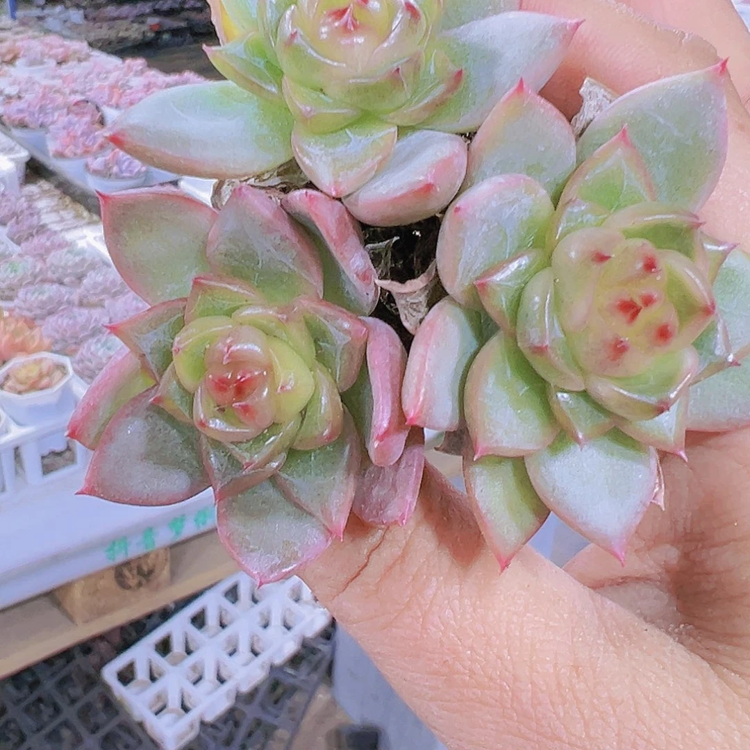 晴空珍妮3个多肉植物