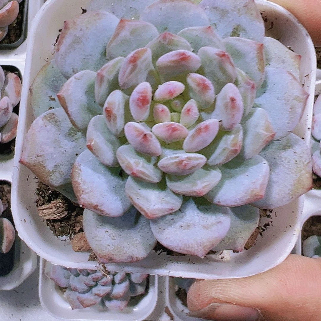 玉芙蓉带盆带土多肉