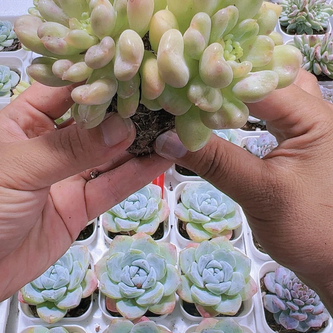 比尔盖茨双头带盆