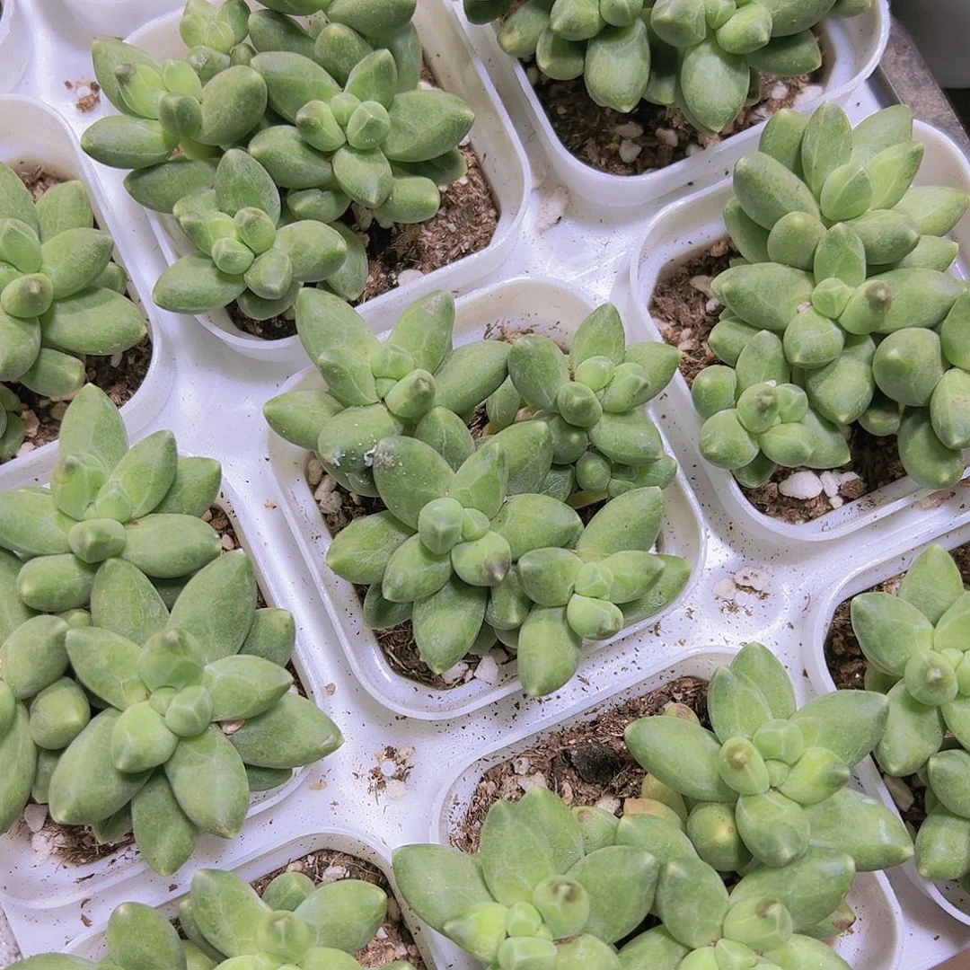 千代田多肉植物19包邮