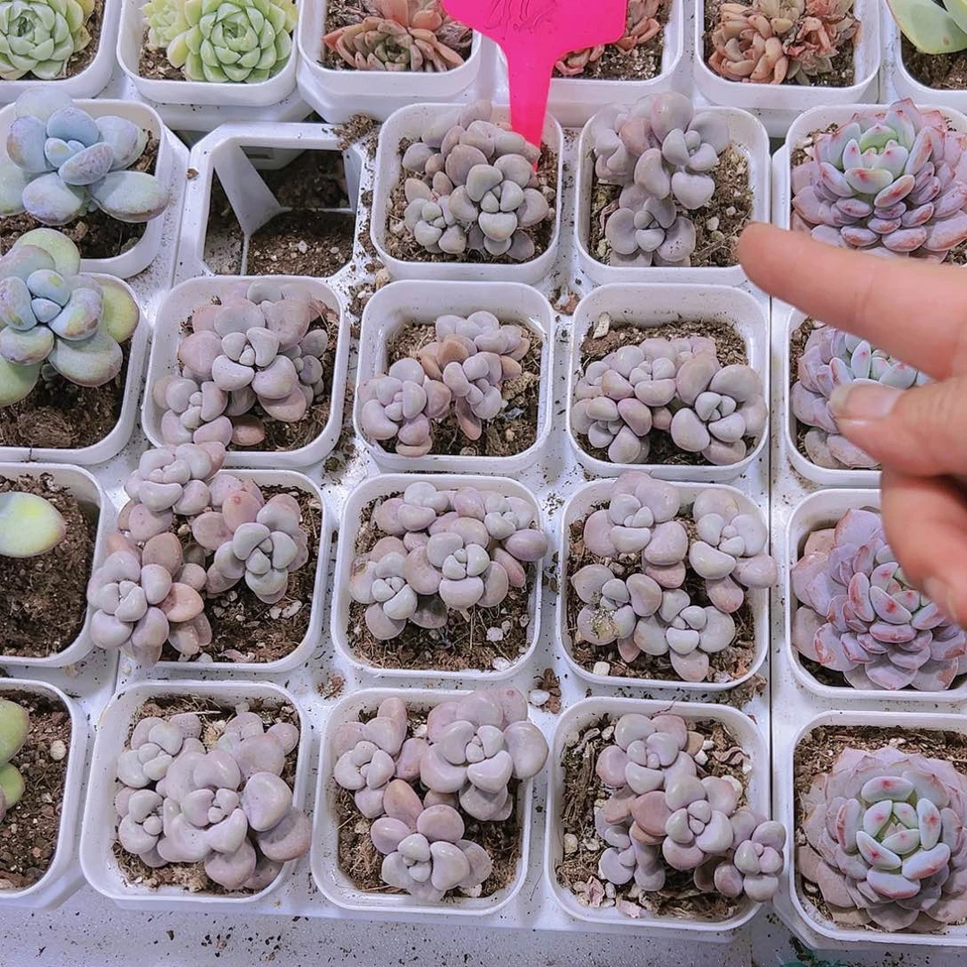 艾伦群样品样品多肉