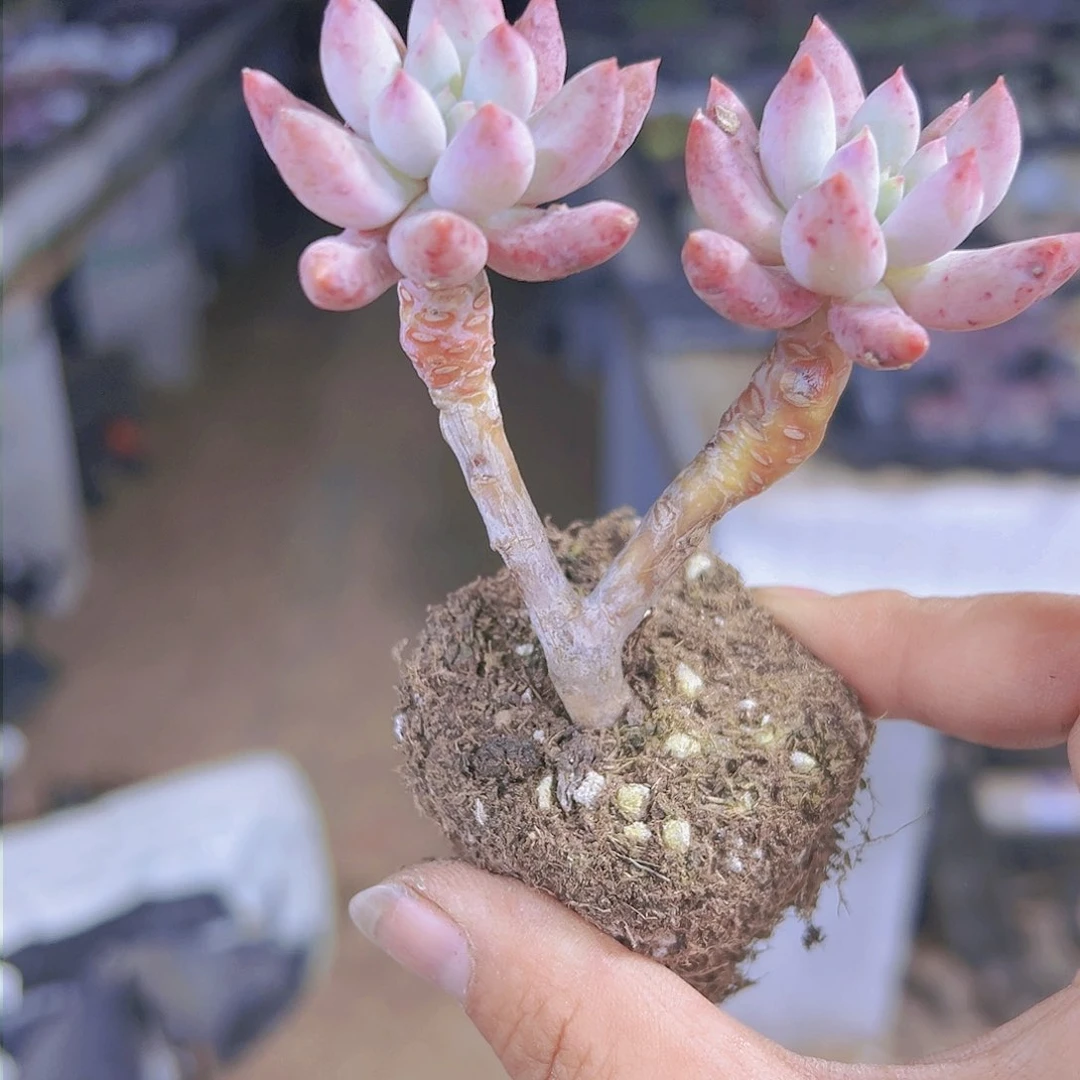 双头老桩所罗门19包邮