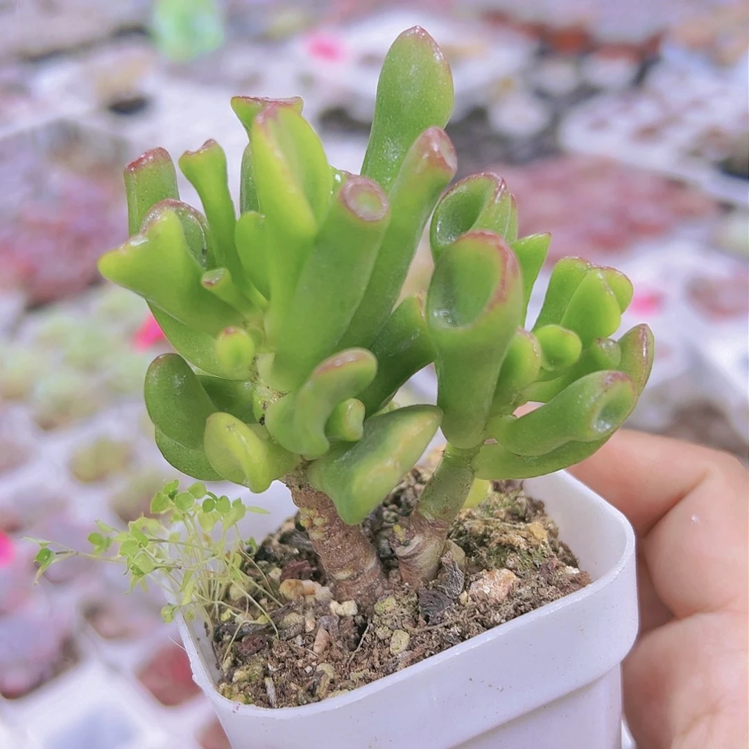 吸财树多肉19包邮