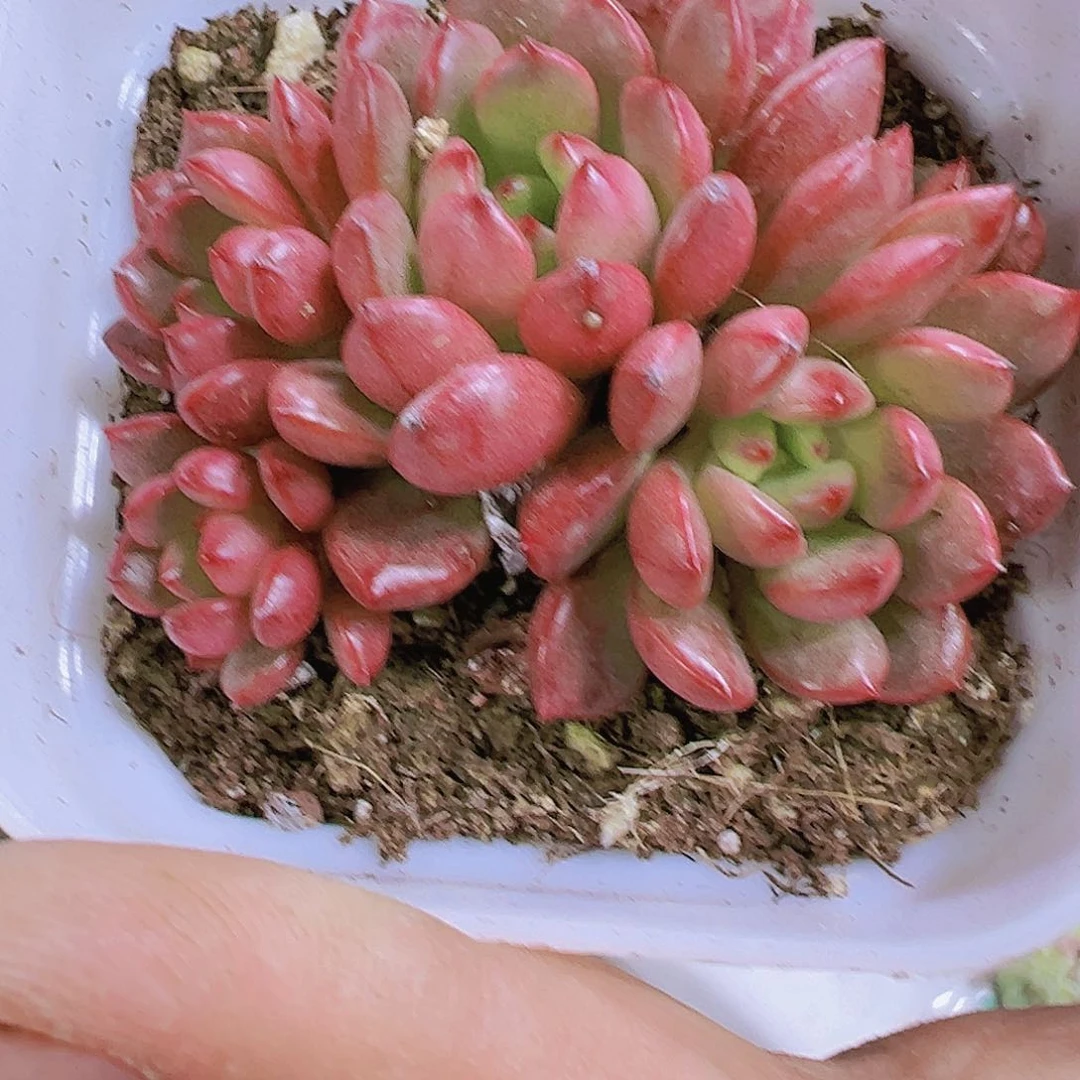 红宝石带盆带土多肉