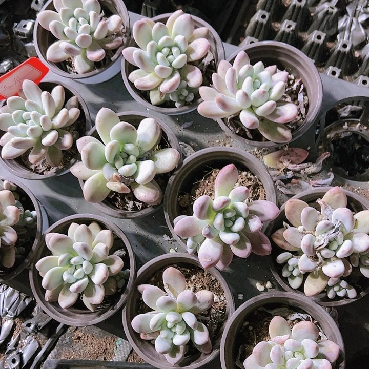 大老桩香水拓土哦