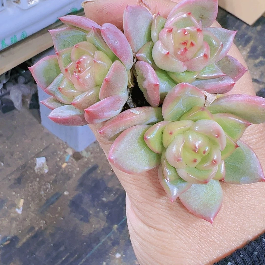 晴空珍妮3个多肉植物