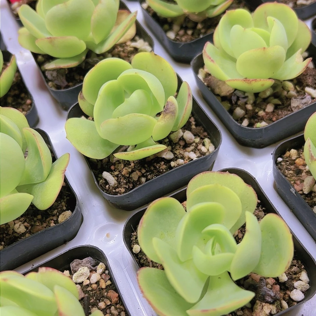 鸡蛋碧桃多肉植物福利