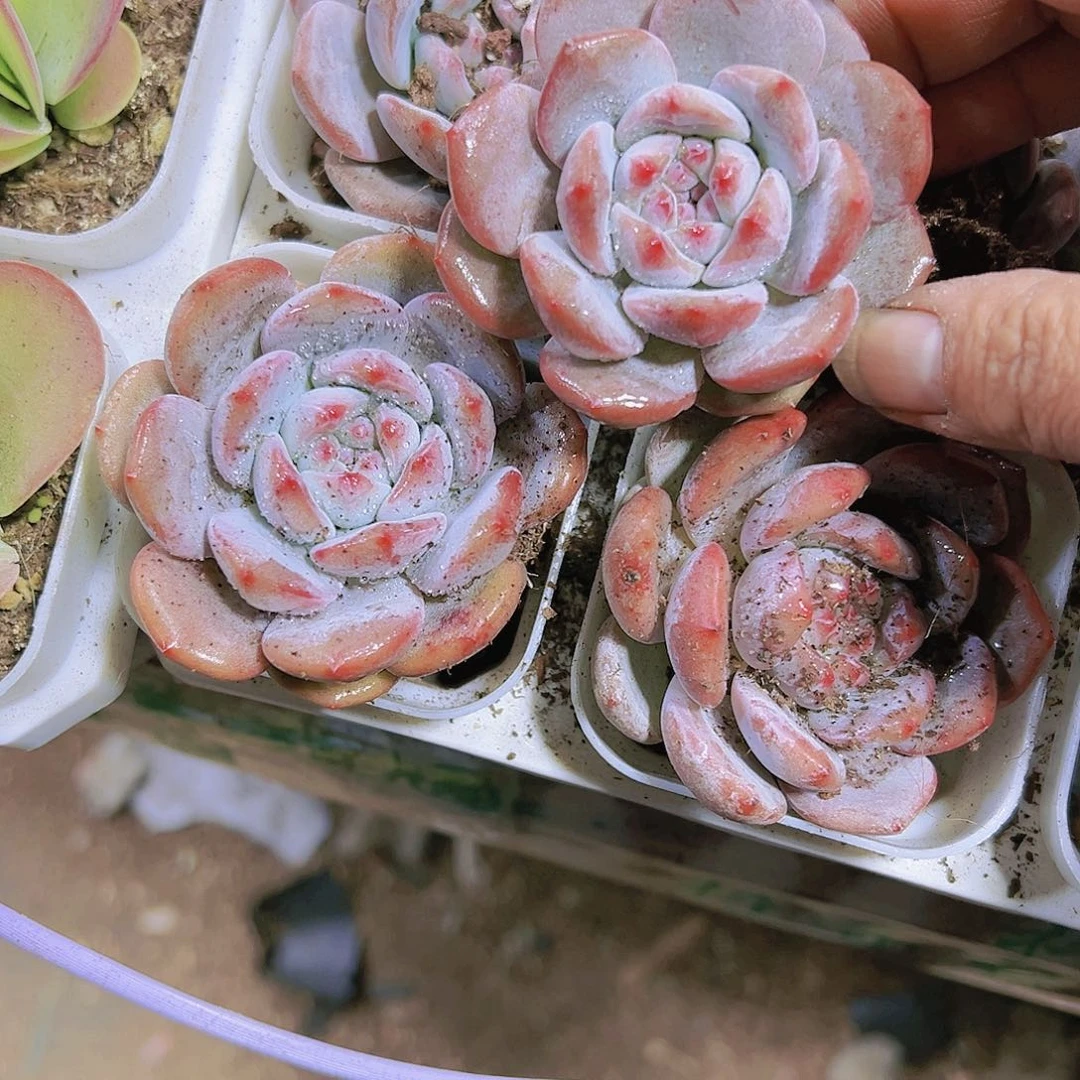星影多肉植物19包邮