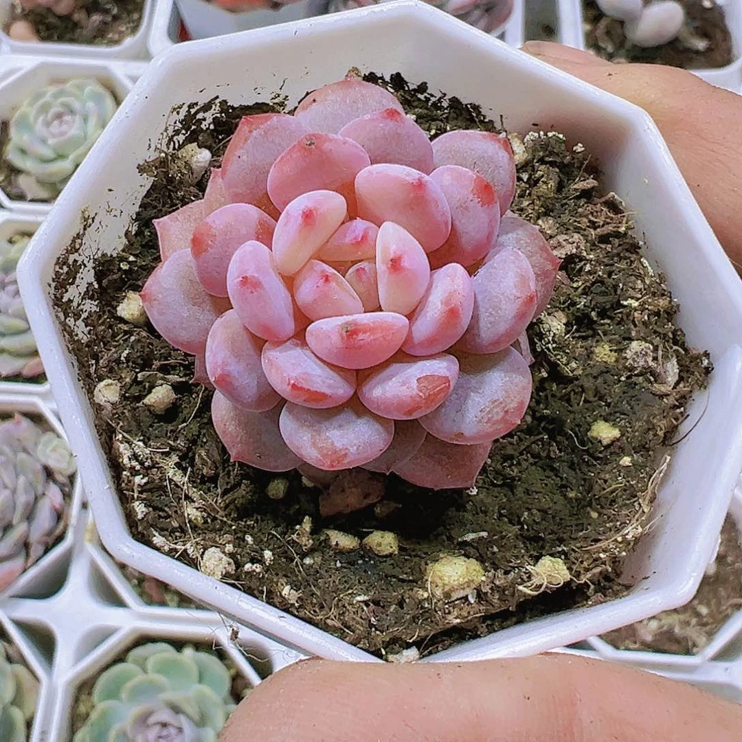 星星橙多肉19包邮