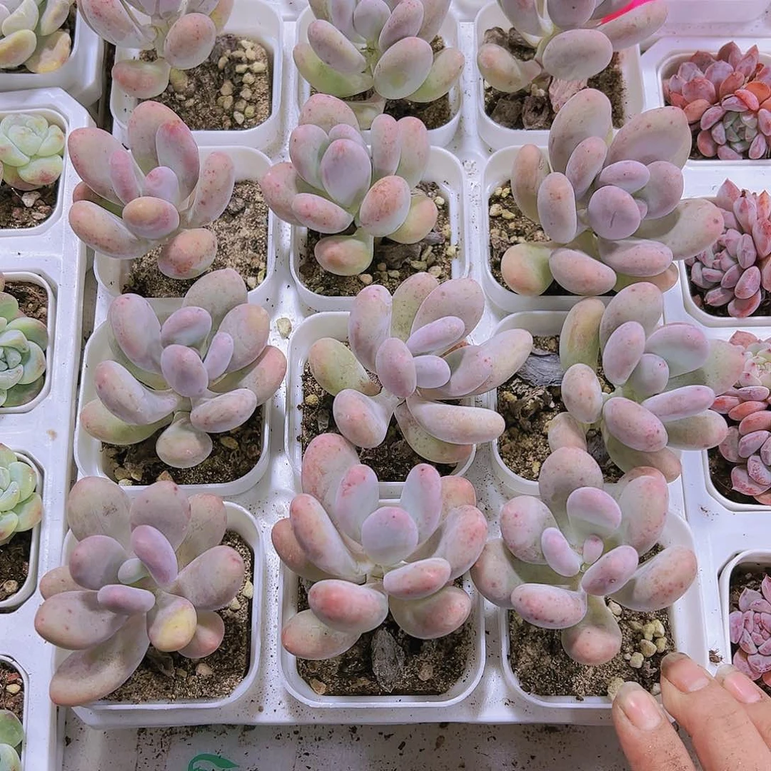 蛋黄奶多肉植物19包邮