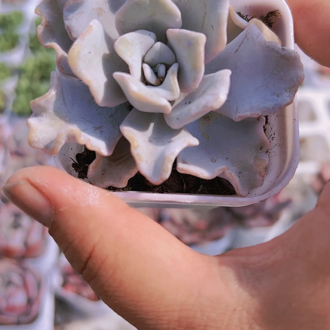 白饺子皮带盆带土