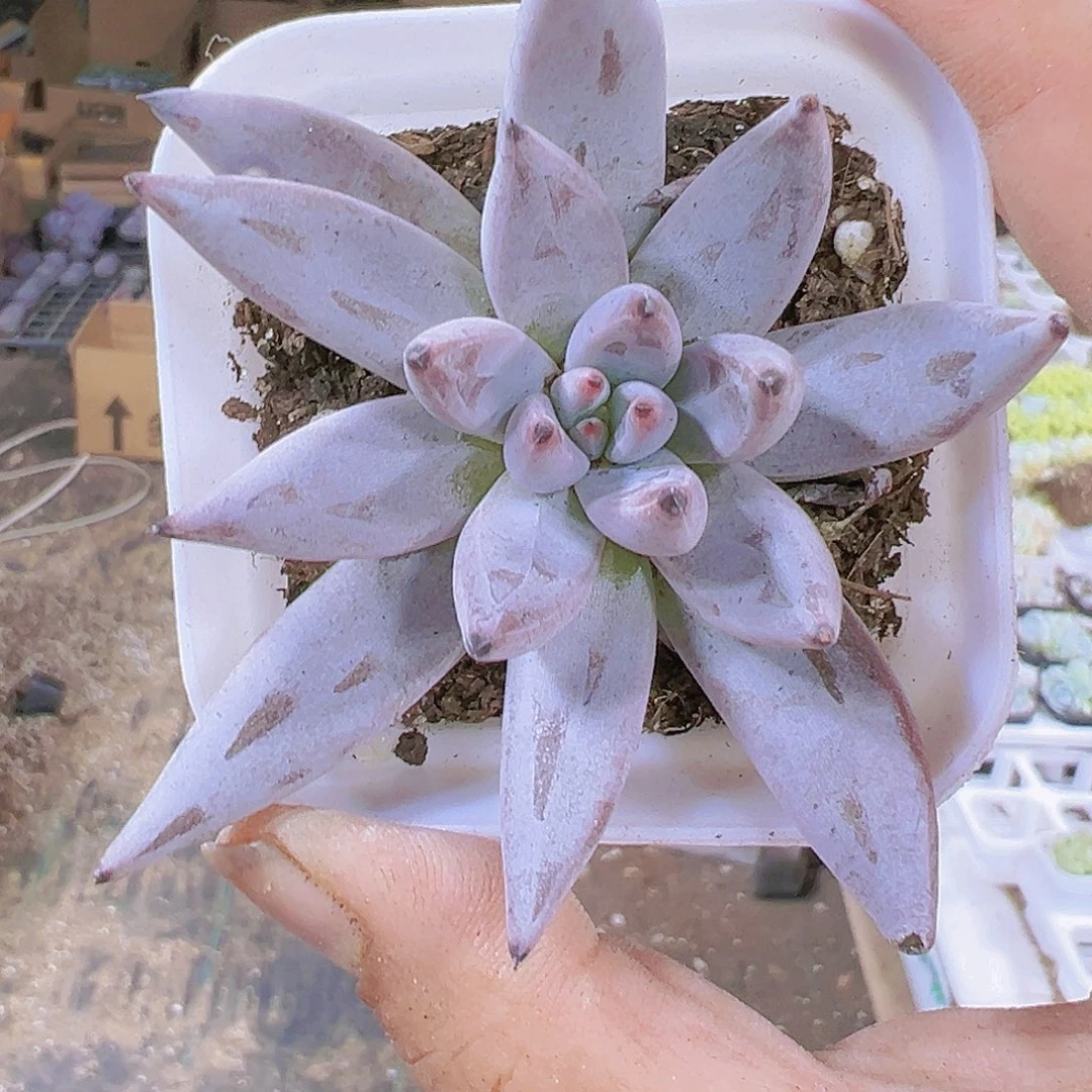 魔爪带盆带土多肉植物