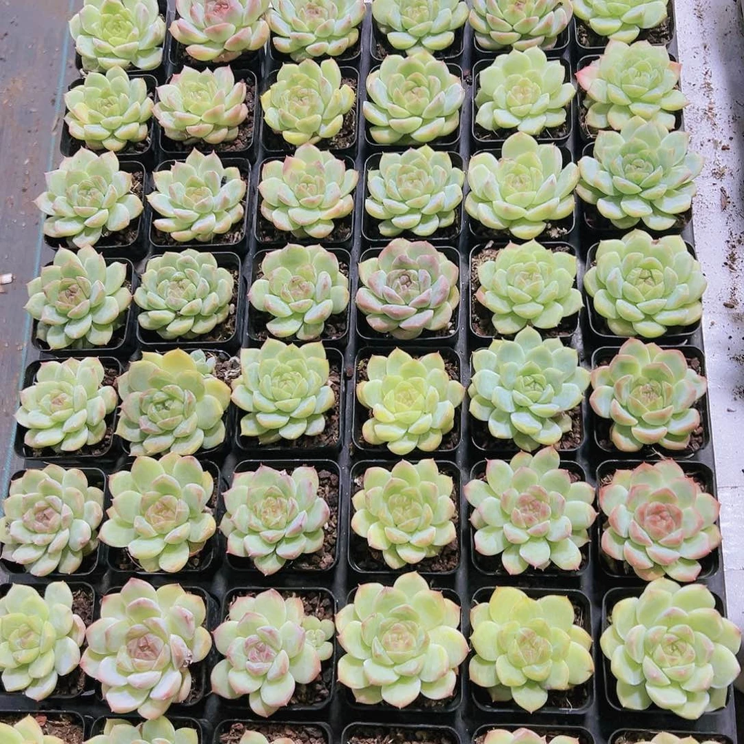 白桃汽水嗲盆带多土