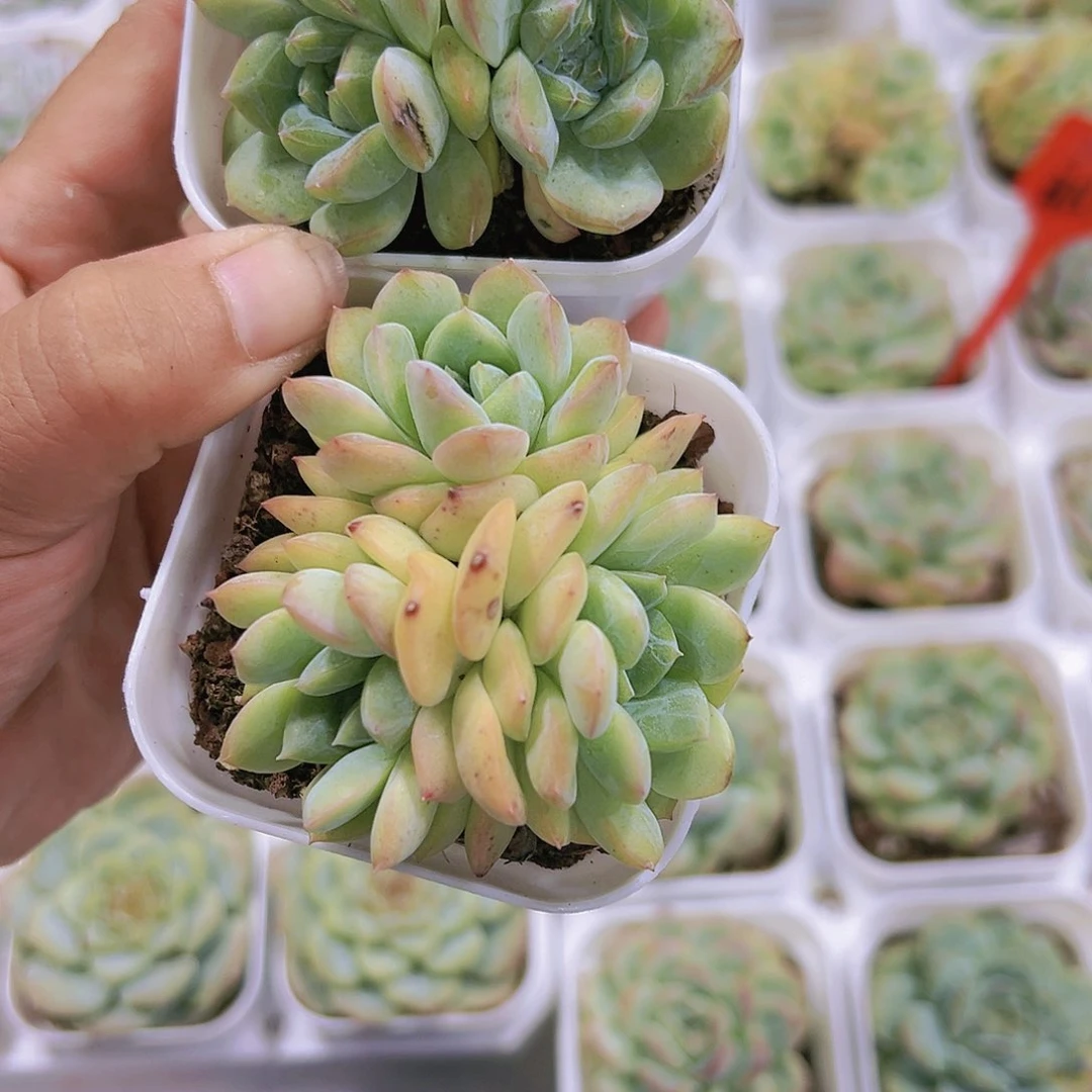 暗纹3号群生带盆群带土