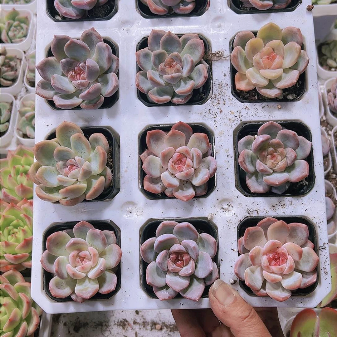 单头糖心刚毅多肉植物