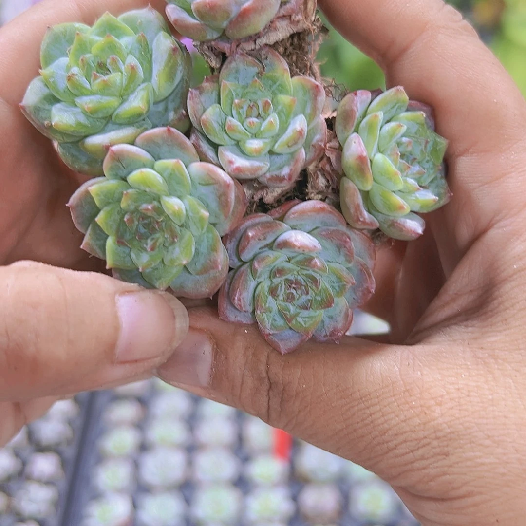 冰葡萄苗6个多肉植物
