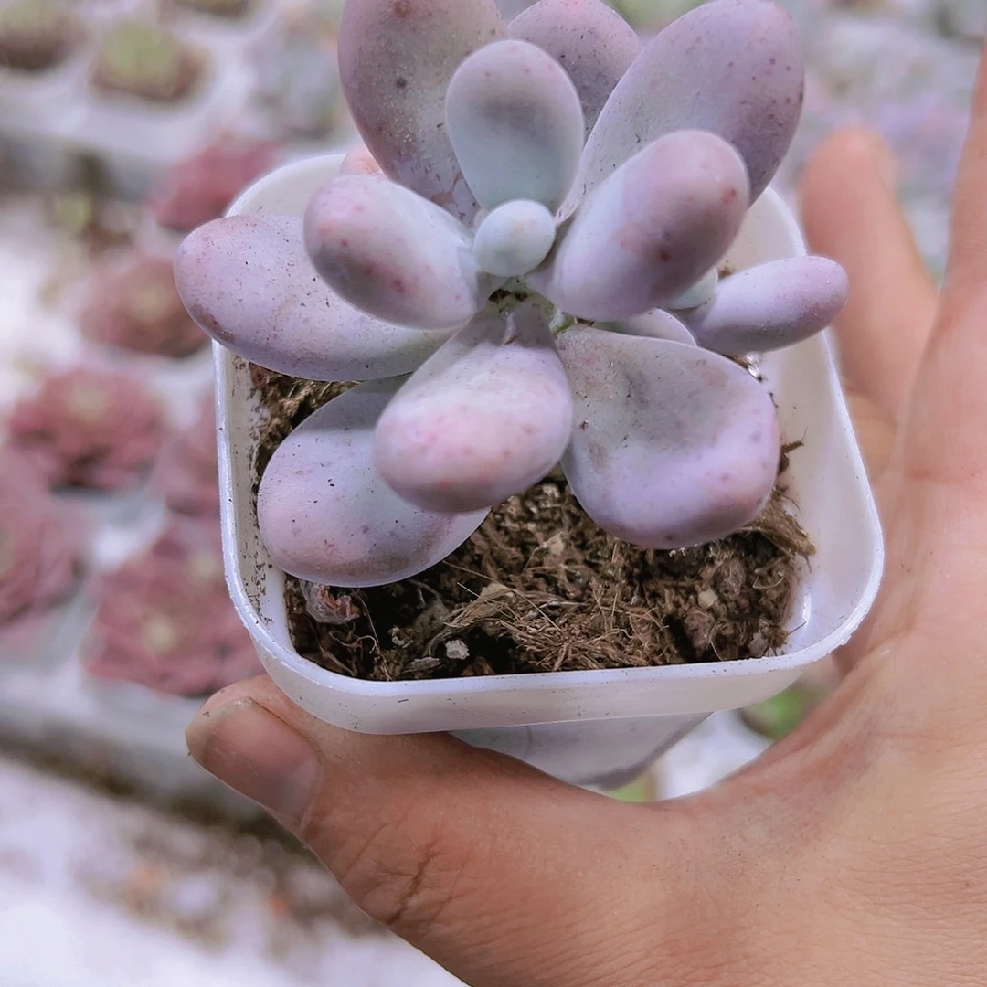 奶酪带盆多肉植物