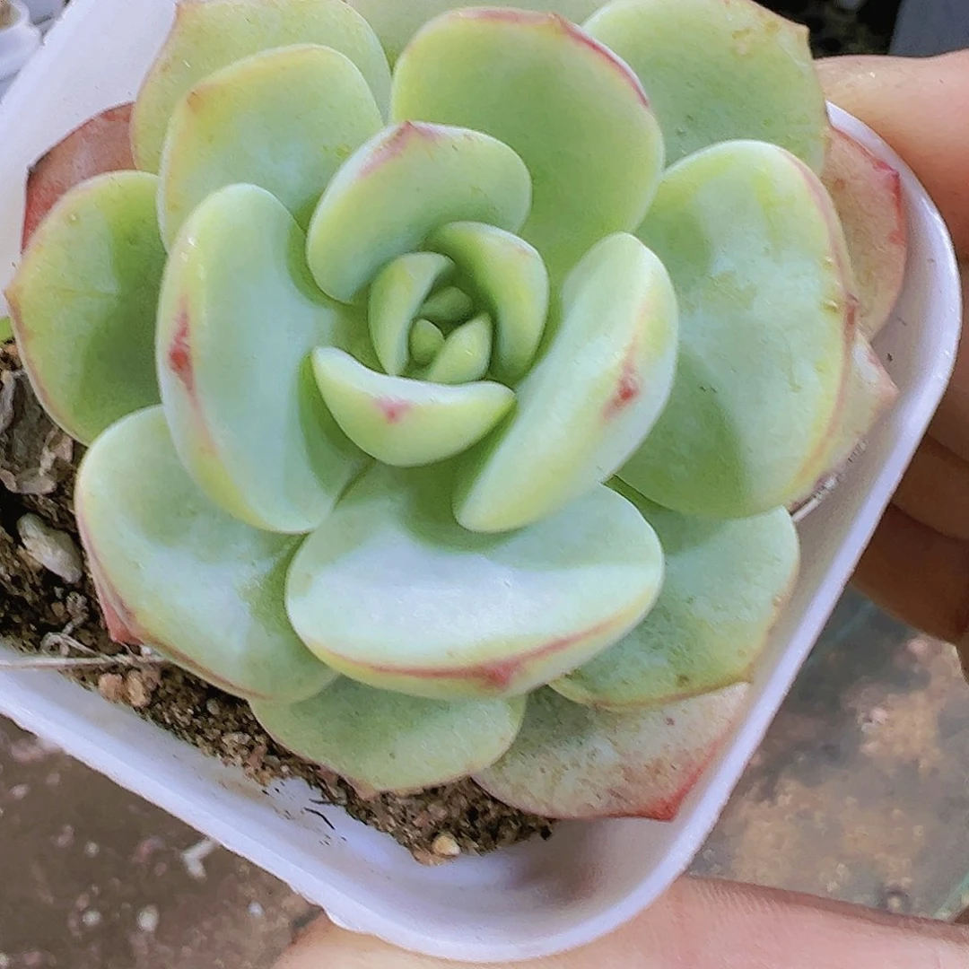 香草多肉植物19包邮