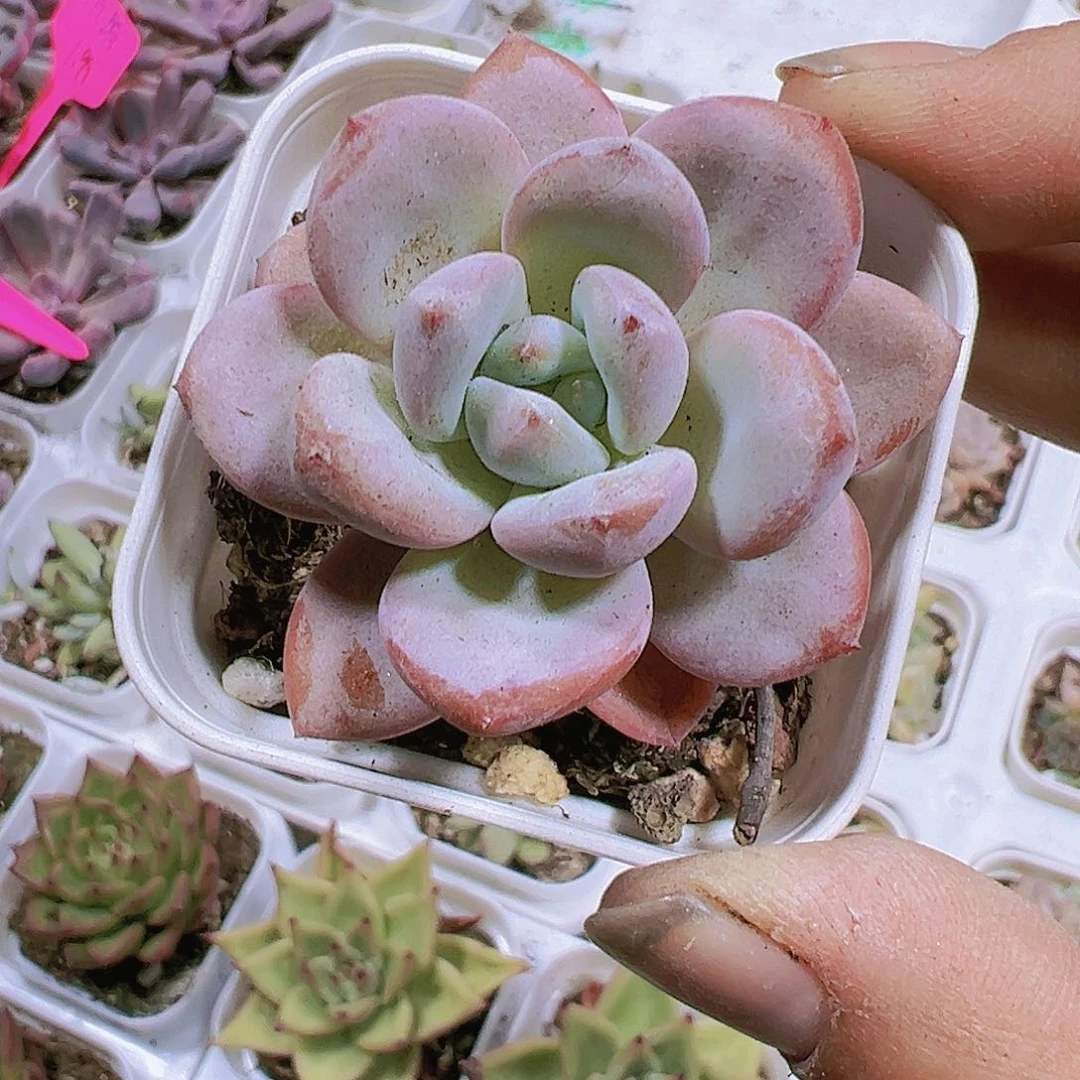 冰梦星星雪带盆带土